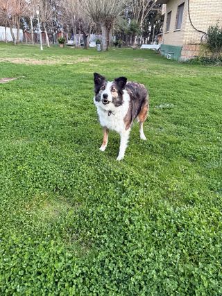 Cuidadora de perros
