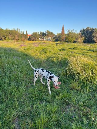 Cuidadora de perros