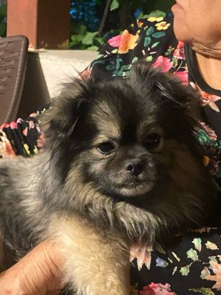 Cuidadora de perros