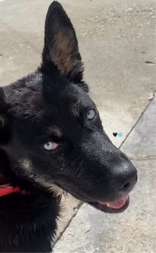 Cuidadora de perros