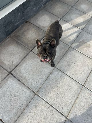 Cuidadora de perros