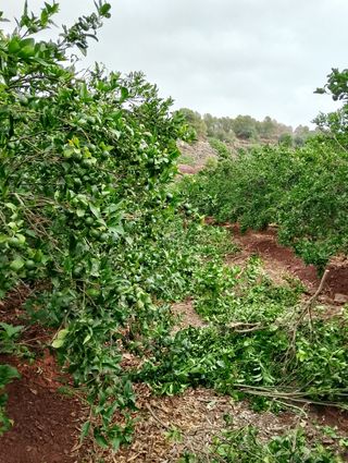 Jardinero 
