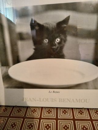 Quadro fotografico gatto 