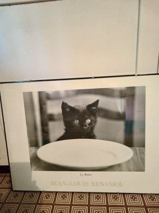 Quadro fotografico gatto 