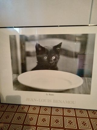 Quadro fotografico gatto 