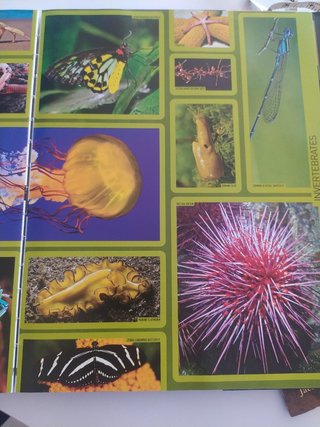 Animal encyclopedia