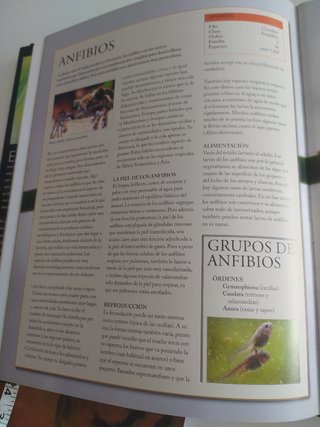 Reino ANIMAL