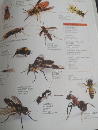 Reino ANIMAL