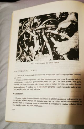 Cultivo de Plantas em Estufa