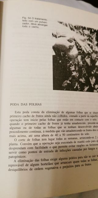 Cultivo de Plantas em Estufa