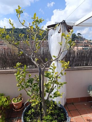 Jardinero