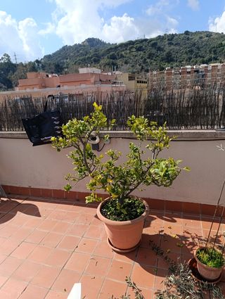 Jardinero