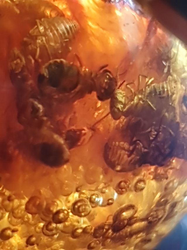 Pieza ámbar incrustaciones insectos