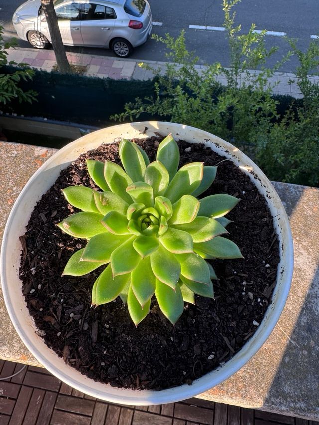 Agave de cera - Echeveria agavoides