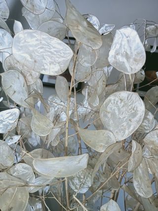 Mazzo di fiori secche Lunaria più vaso.