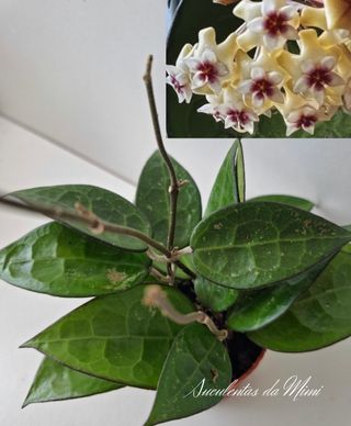 Hoya verticillata "Black Margin"