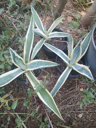 Planta/cactus pitera