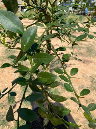 Arbol Limonero yuzu japones
