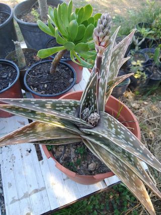 Aloe variegata