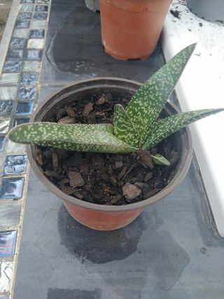 Gasteria