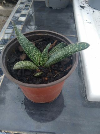 Gasteria