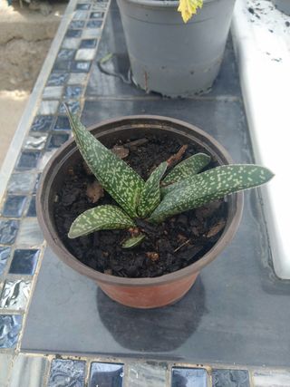 Gasteria