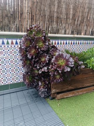 Jardinera completa varias plantas