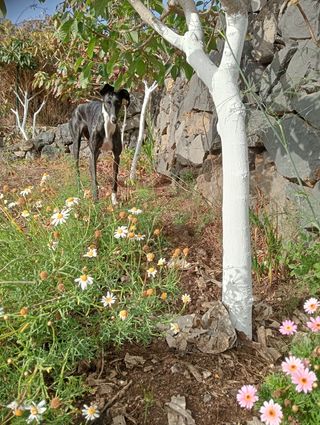 CUIDADORA DE ANIMALES