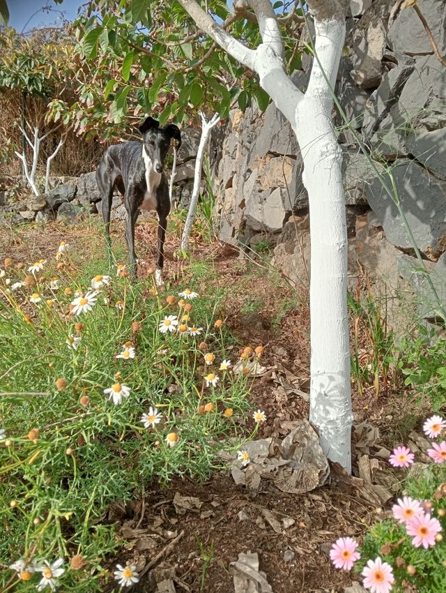 CUIDADORA DE ANIMALES