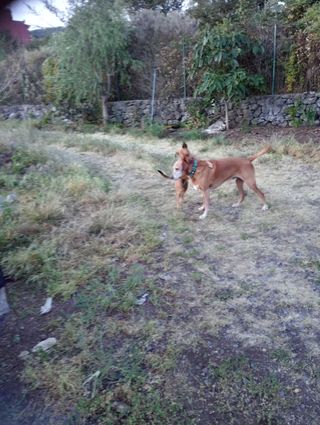 CUIDADORA DE ANIMALES