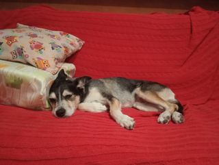 CUIDADORA DE ANIMALES