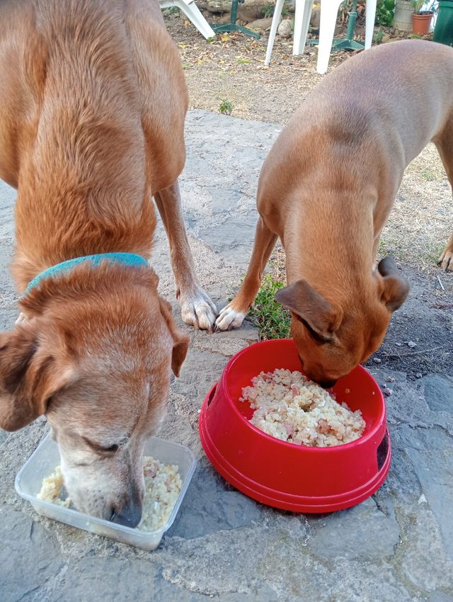 CUIDADORA DE ANIMALES
