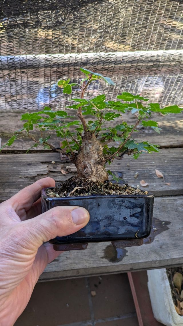 Arce Campestre shohin