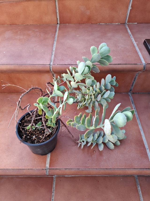 Kalanchoe Variegada