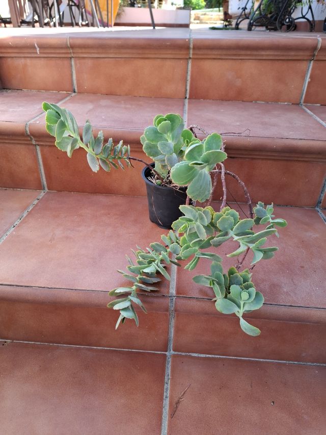 Kalanchoe Variegada