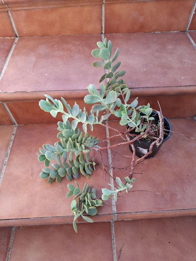 Kalanchoe Variegada