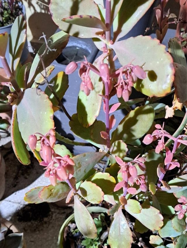 Kalanchoe Variegada