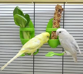 Comedero de hueso de sepia