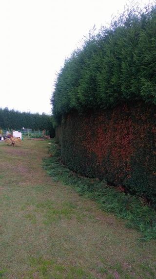 Mantenimiento de podas y desbroces