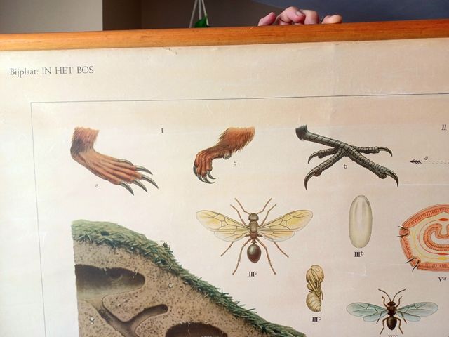 Mural escolar biologia vintage