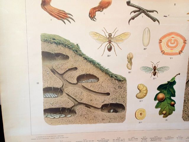 Mural escolar biologia vintage