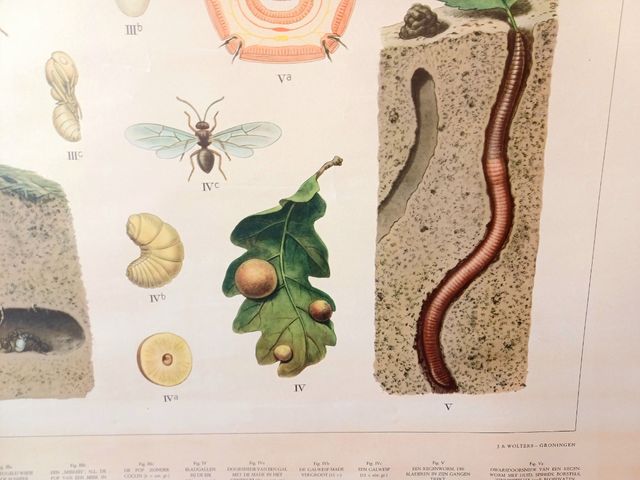 Mural escolar biologia vintage