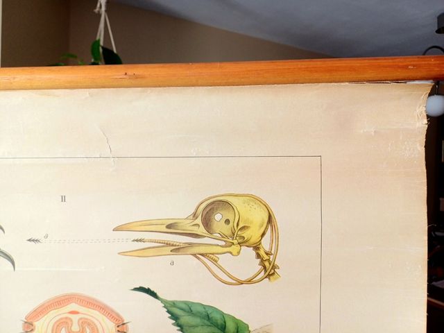 Mural escolar biologia vintage