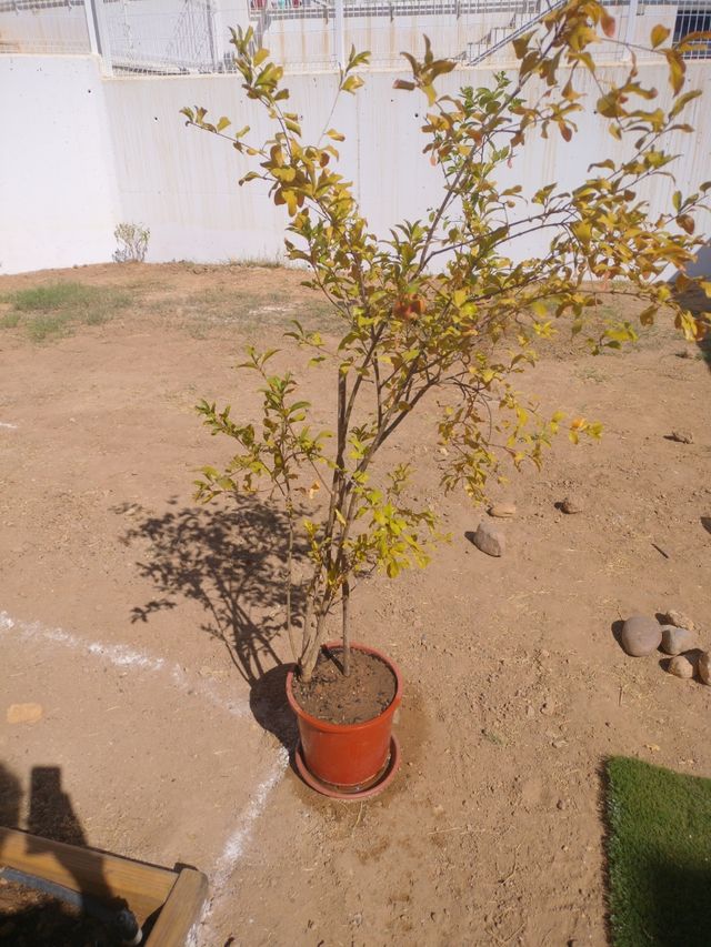 Árbol granado mediano