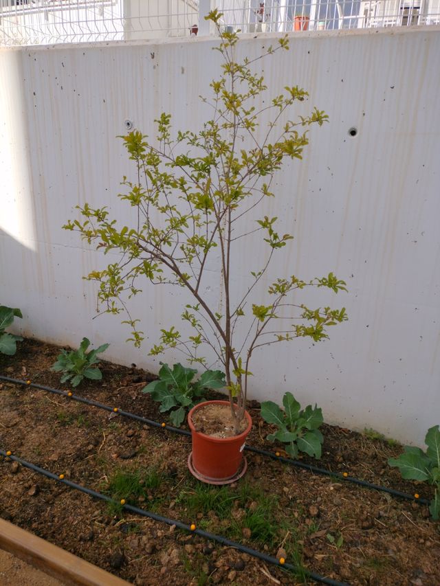 Árbol granado mediano