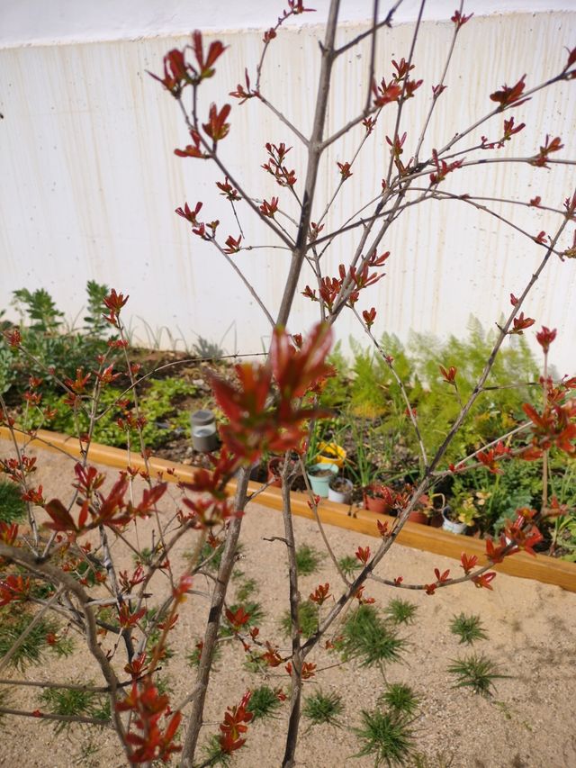 Árbol granado mediano