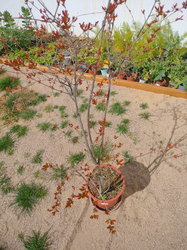 Árbol granado mediano