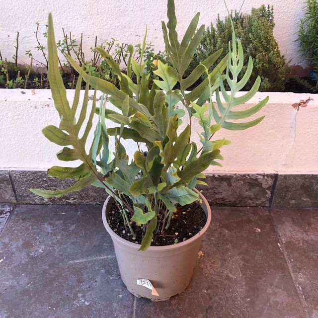 Planta Blue Star Helecho