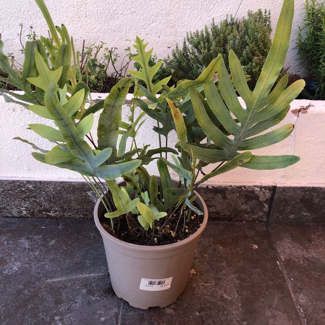 Planta Blue Star Helecho