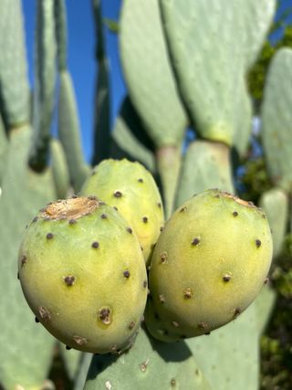  Fichi d india senza spine